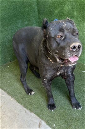 Photo of Regina George, adoptable Cane Corso Mastiff in Lancaster, California