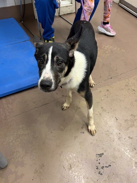 Photo of Sasha, adoptable Australian Cattle Dog mix in Chicago, Illinois