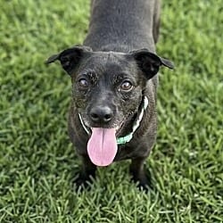 Photo of Fifi, adoptable Chihuahua in Newport Beach, California
