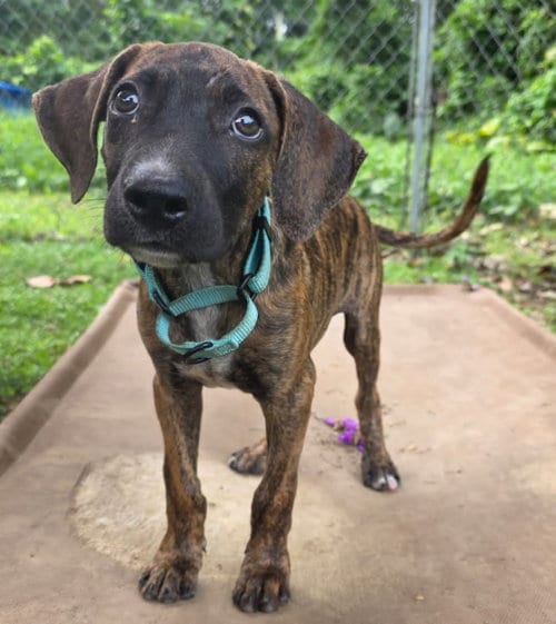 Photo of Thunder, adoptable Unknown breed in Luquillo, Puerto Rico