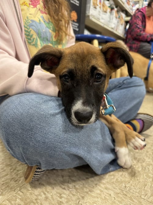 Photo of Otto, adoptable Boxer in Herndon, Virginia