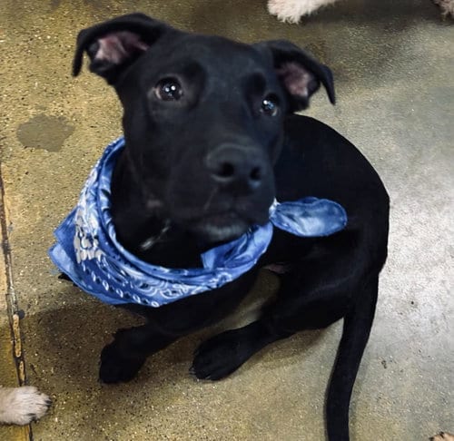 Photo of Brian, adoptable Labrador Retriever in El Centro, California