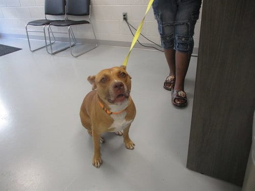 Photo of Biscuit, adoptable American Staffordshire Terrier in Ocala, Florida