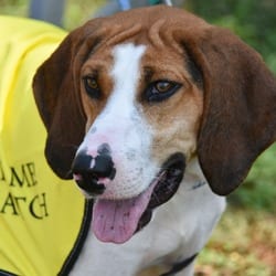 Photo of Rue, adoptable Treeing Walker Coonhound in Columbus, North Carolina