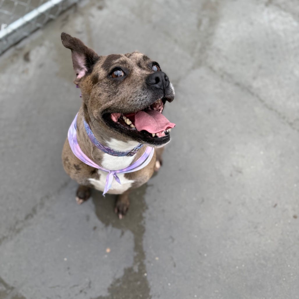 Photo of Layla, adoptable Mixed Breed (Medium) in Winfield, West Virginia