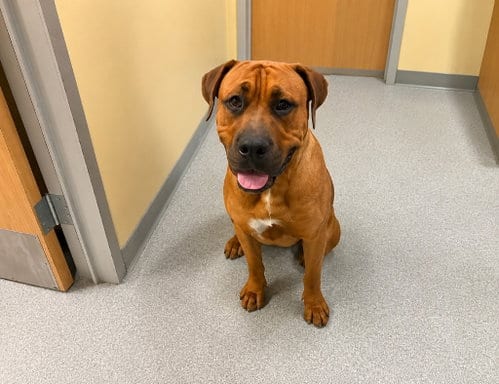 Photo of Rocco, adoptable Rhodesian Ridgeback in Lake Forest, California