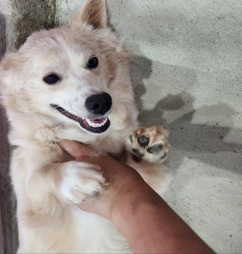 Photo of Jane, adoptable Spitz in Agoura Hills, California