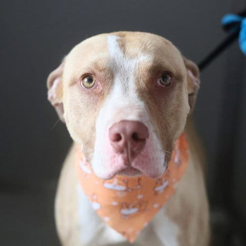 Photo of Runtz, adoptable American Staffordshire Terrier in San Antonio, Texas