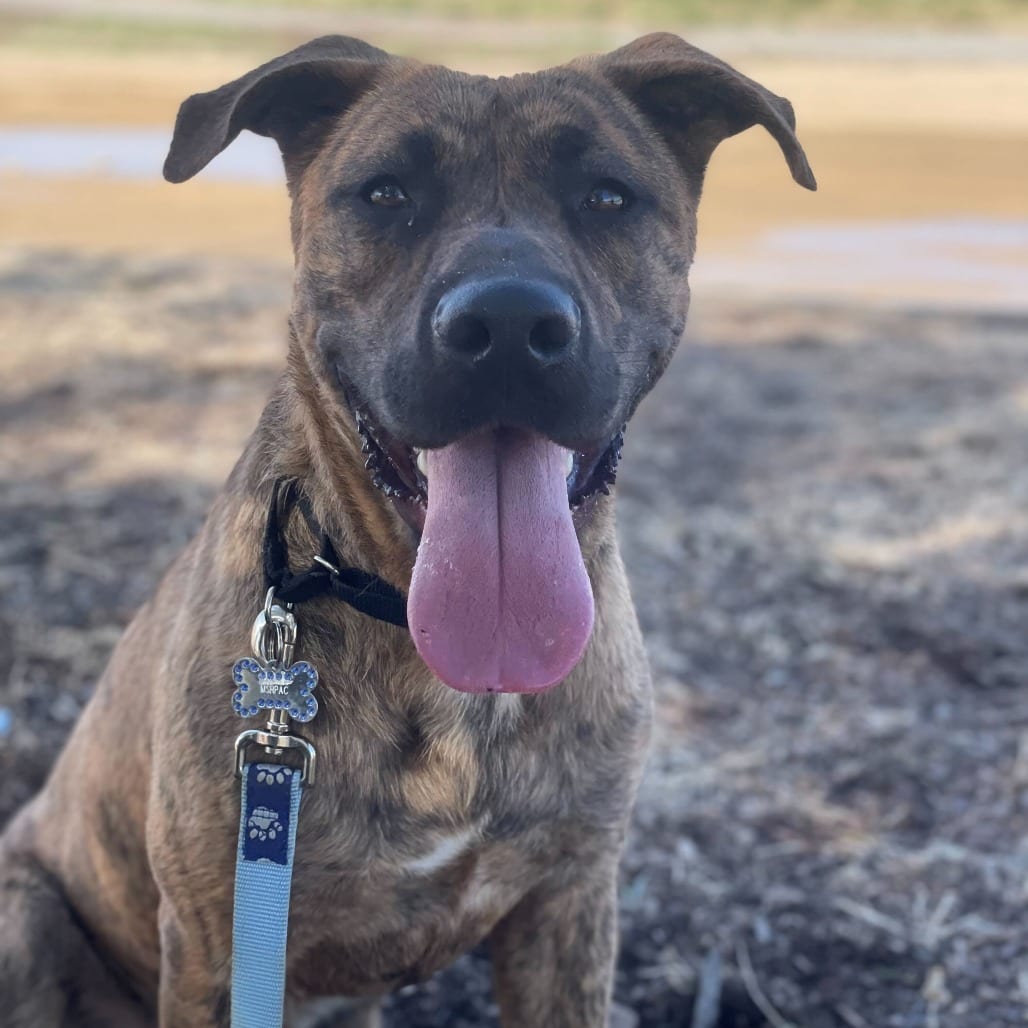 Photo of Camo, adoptable Shepherd / Mixed Breed (Medium) in Riverside, California