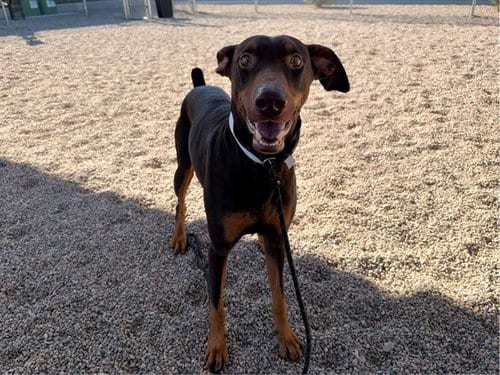 Photo of Morgan, adoptable Doberman Pinscher in Mesa, Arizona
