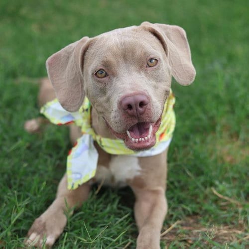 Photo of Catalina, adoptable American Staffordshire Terrier in San Antonio, Texas