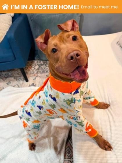 Photo of Sassy (Robert 6), adoptable dog in Baltimore, Maryland