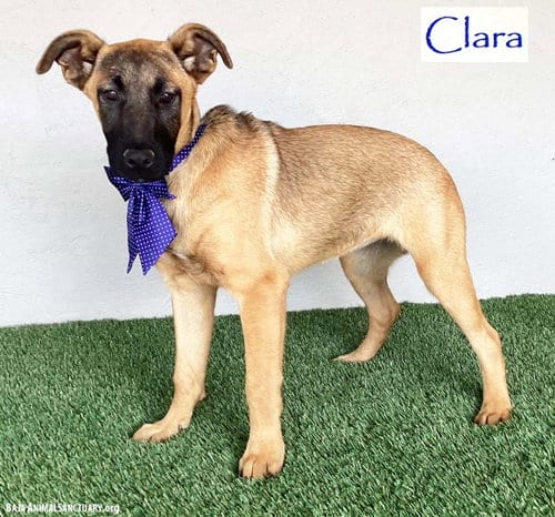 Photo of Clara, adoptable German Shepherd Dog in San Diego, California