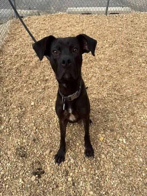 Photo of Rowan, adoptable Labrador Retriever in Forestville, Maryland