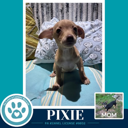Photo of Pixie (Scooters Skittles) 100326, adoptable Chihuahua in Kimberton, Pennsylvania
