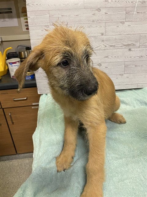 Photo of Marc, adoptable German Shepherd Dog in Modesto, California