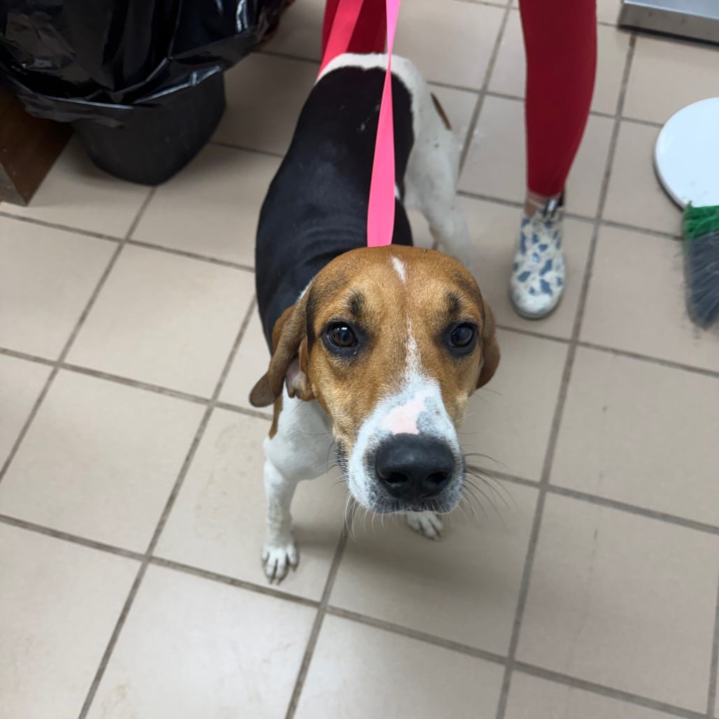 Photo of Bud, adoptable Coonhound, Treeing Walker / Hound in Starkville, Mississippi