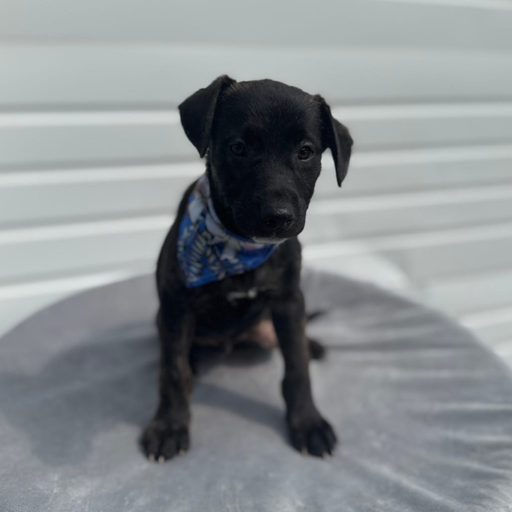 Photo of Elvis, adoptable Terrier, Pit Bull / Mixed Breed (Medium) in Newberg, Oregon