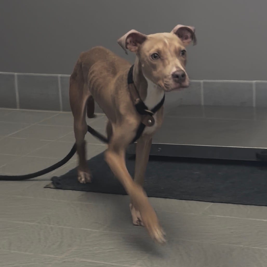 Photo of Oakley D12579, adoptable Terrier, Pit Bull in Princeton area, Minnesota