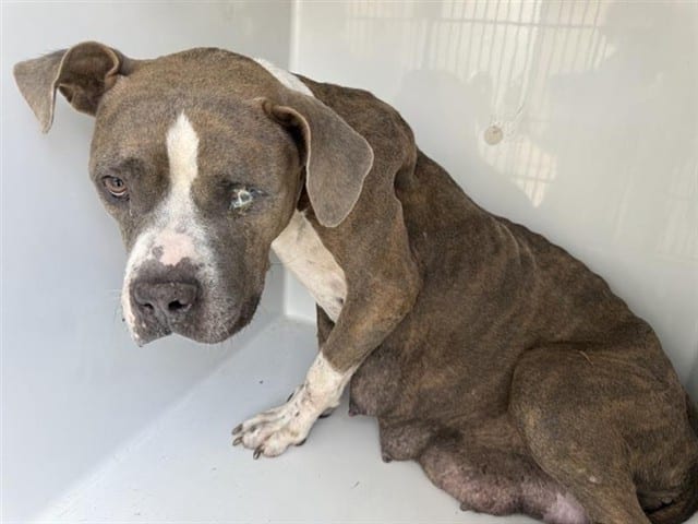 Photo of Senior Pit Bull Terrier, adoptable Pit Bull Terrier in Houston, Texas