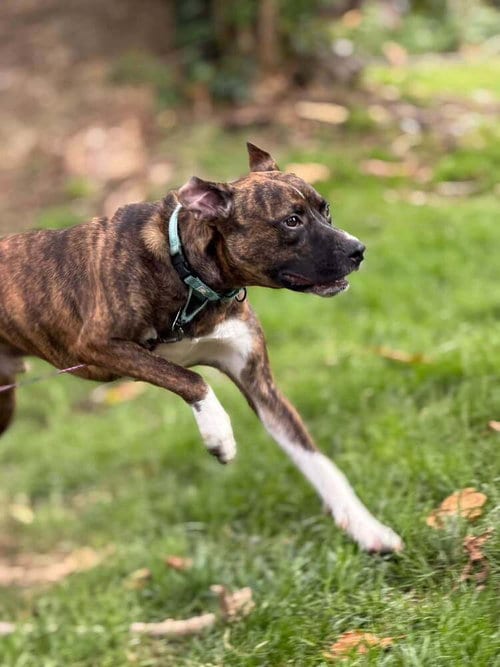 Photo of Samson, adoptable Boxer in Springdale, Pennsylvania