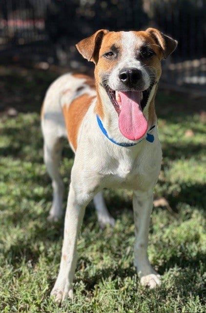 Photo of Buster, adoptable Jack Russell Terrier (Parson Russell Terrier) in Riverside, California