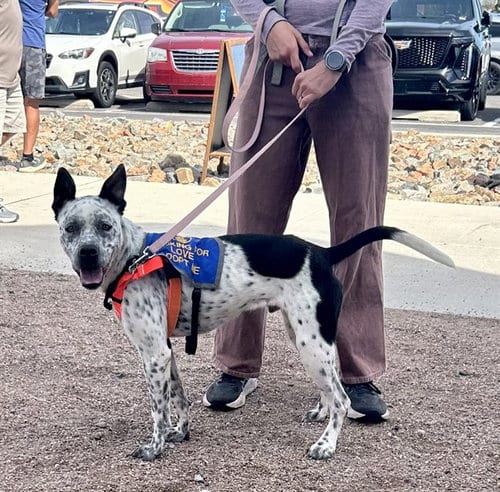 Photo of Draco, adoptable American Pit Bull Terrier in Albuquerque, New Mexico