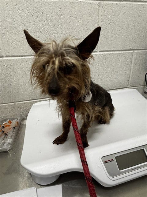 Photo of Baldie, adoptable Yorkshire Terrier Yorkie in Forestville, Maryland