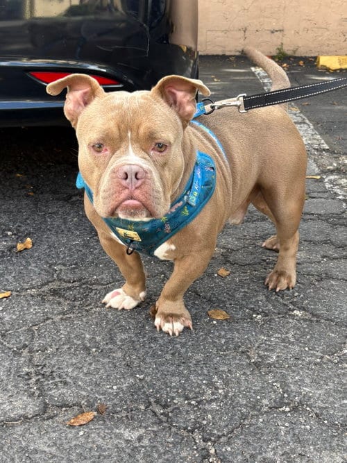 Photo of Bruce, adoptable American Bulldog in Margate, Florida
