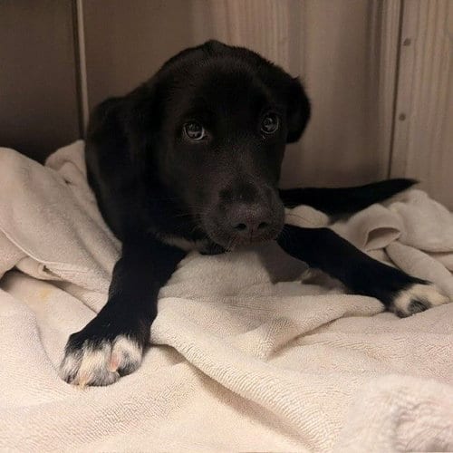 Photo of Solstice, adoptable Unknown breed in Rancho Santa Fe, California