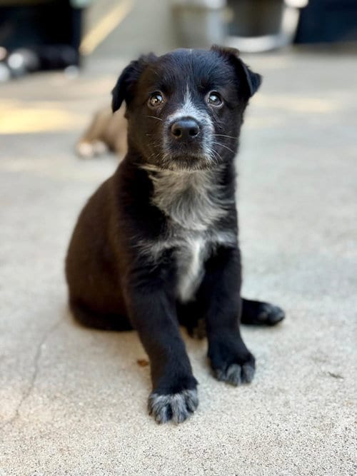 Photo of Raven, adoptable Australian Cattle Dog/Blue Heeler in Paso Robles, California