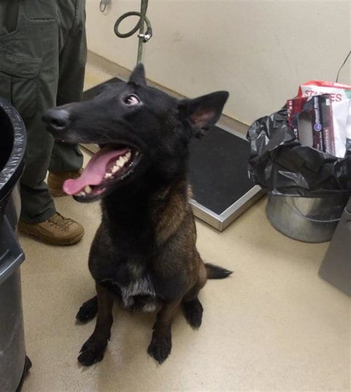 Photo of Guppy, adoptable Belgian Shepherd Malinois in Santa Rosa, California