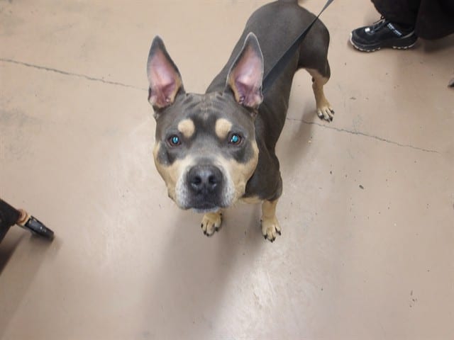 Photo of Draco, adoptable American Staffordshire Terrier in Chicago, Illinois