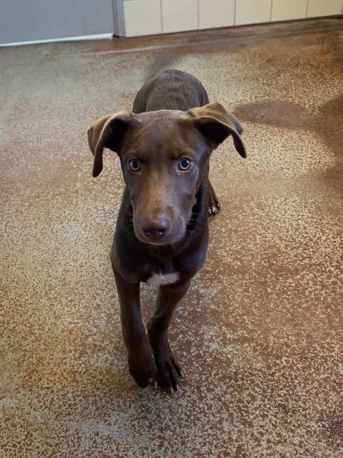 Photo of Rosie Posie, adoptable Doberman Pinscher in Salinas, California