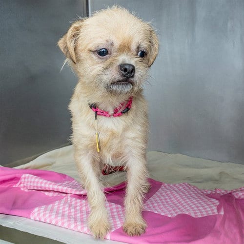 Photo of Boots, adoptable Chihuahua in St Louis, Missouri