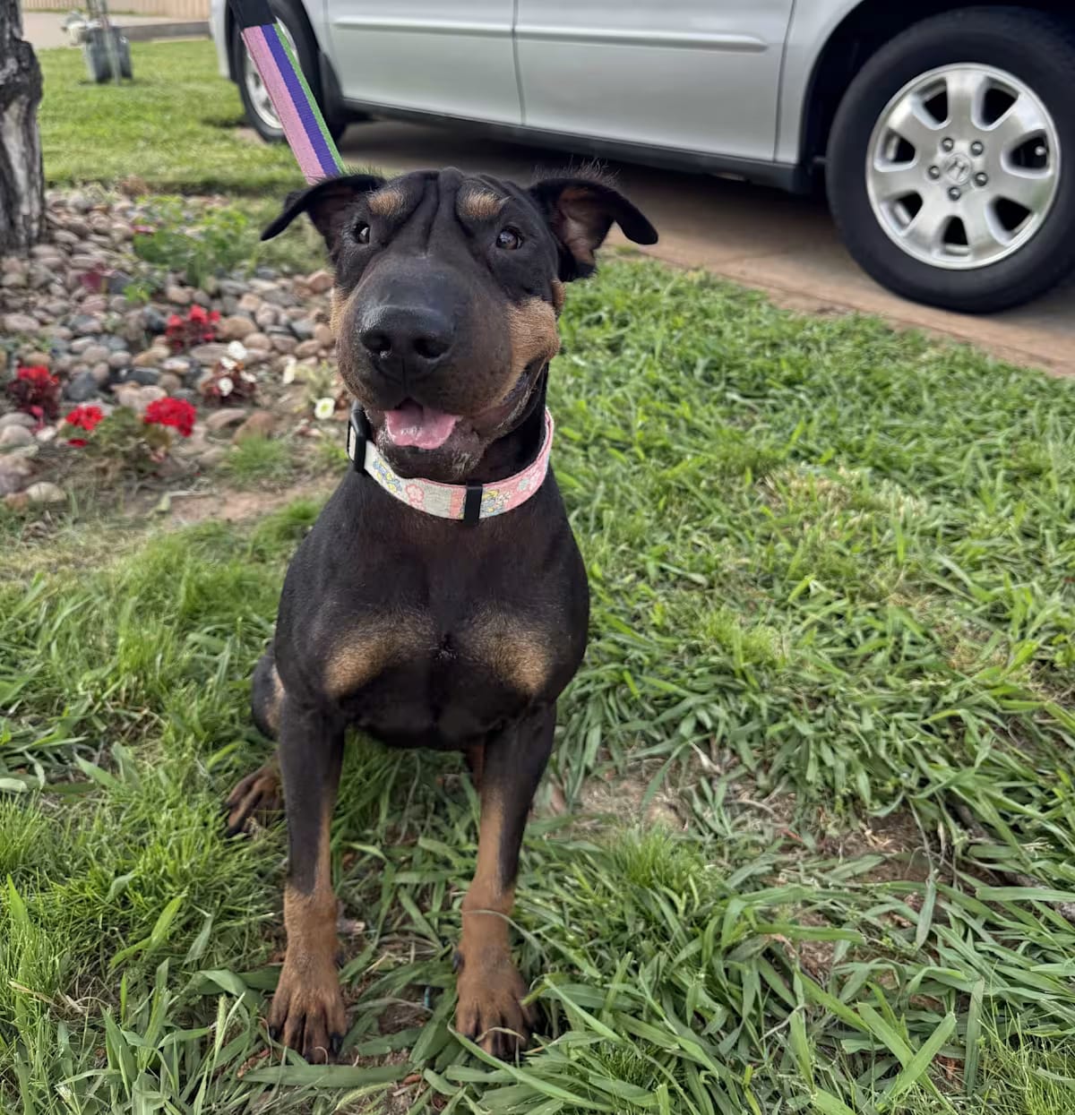 Photo of Dot Pei, adoptable Shar Pei/Manchester Terrier in Portland, Oregon