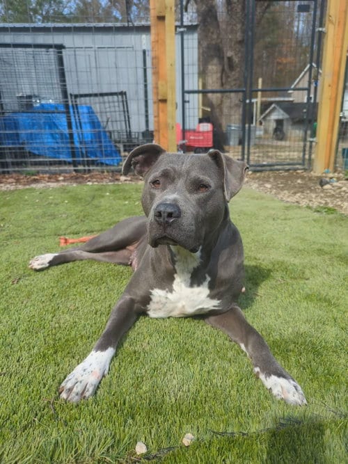 Photo of Minka, adoptable American Pit Bull Terrier in Calhoun, Georgia