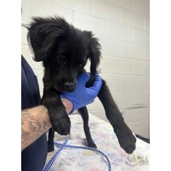 Photo of Lady, adoptable Mixed Breed (Medium) in Baton Rouge, Louisiana