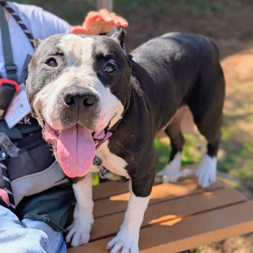 Photo of Roddy, adoptable American Pit Bull Terrier in Oakland, California