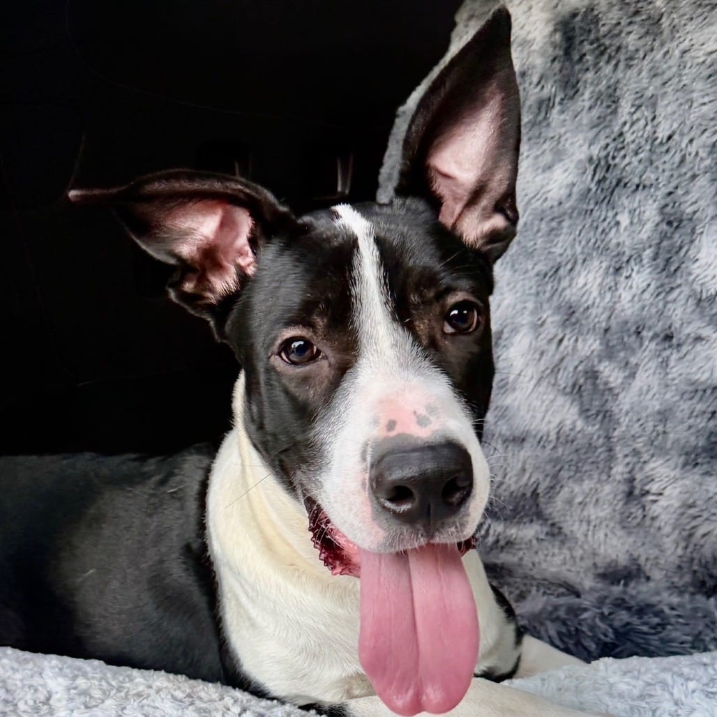 Photo of Isla 26-02-104, adoptable Great Dane in Bastrop, Texas