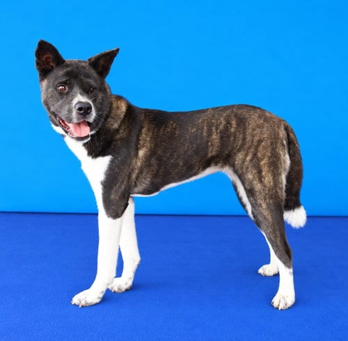Photo of Rumi, adoptable Akita in Pasadena, California