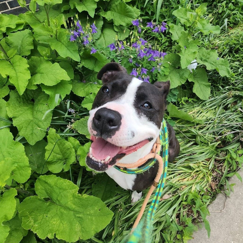 Photo of Elmers, adoptable Mixed Breed (Large) in St. Louis, Missouri