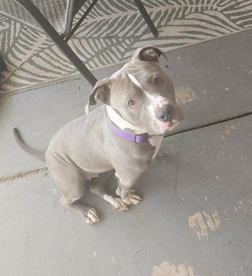Photo of Majesty, adoptable American Pit Bull Terrier in phoenix, Arizona