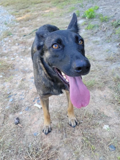 Photo of Mallory, adoptable dog in Atlanta, Georgia