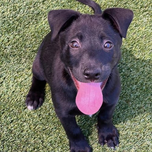 Photo of Juice Box Pup - Kool-Aid, adoptable Labrador Retriever in San Diego, California