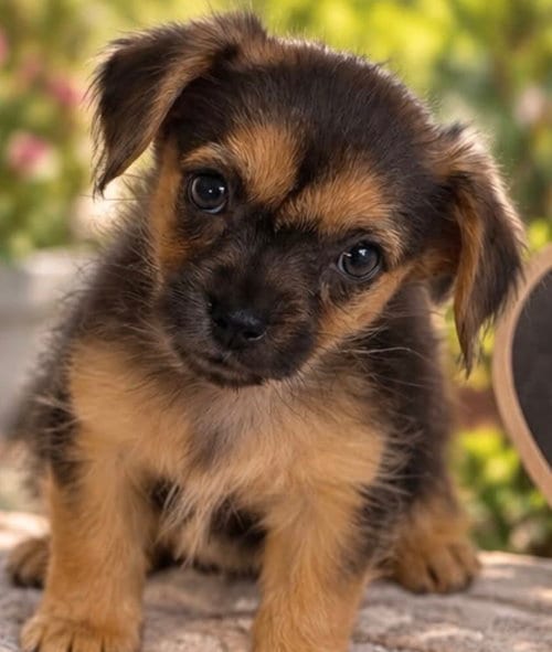 Photo of Kiwi, adoptable Chihuahua in Margate, Florida