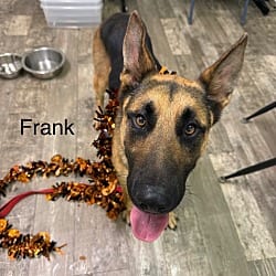 Photo of Frank, adoptable German Shepherd Dog in Burnsville, North Carolina