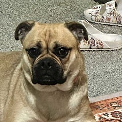 Photo of Twix, adoptable Pug in Locust Grove, Georgia