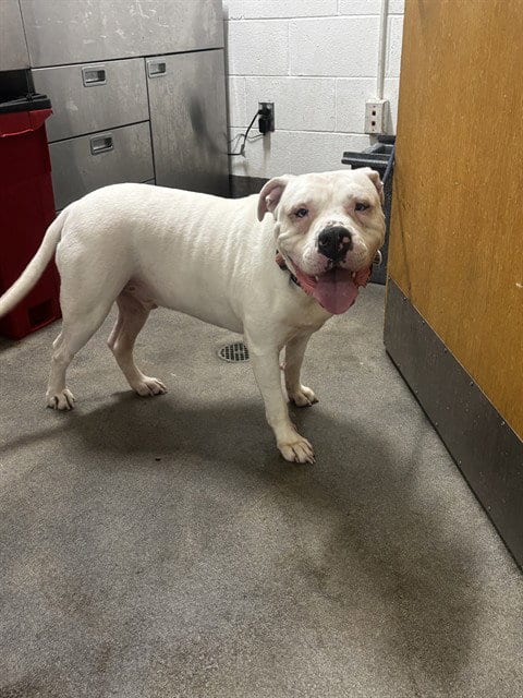 Photo of Glacier, adoptable American Bulldog in Forestville, Maryland