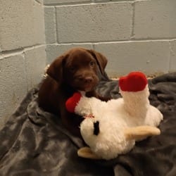 Photo of Ibanez 8357, adoptable Mixed Breed (Small) in Loxahatchee, Florida